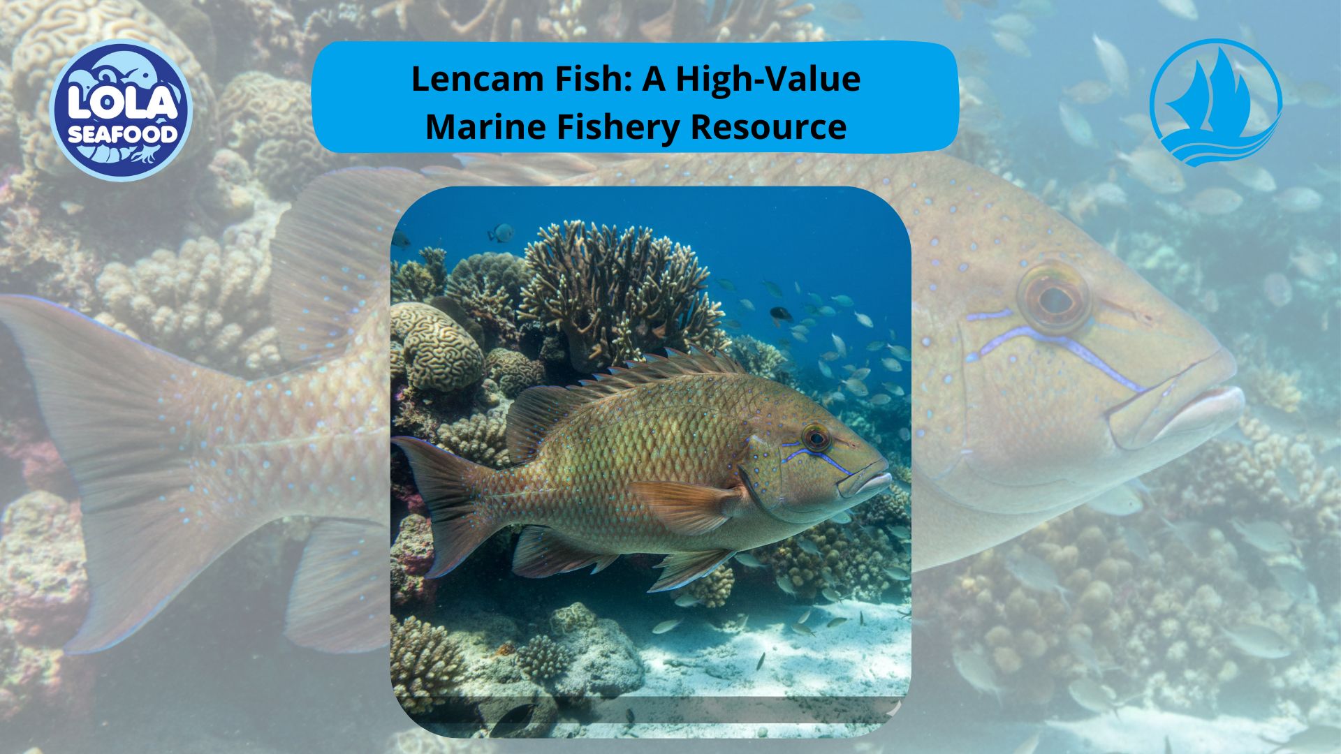 Lencam Fish: A High-Value Marine Fishery Resource